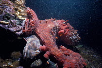 Giant pacific octopus eating Cabizon fish. (Octopus dofleini) Pacific off British Columbia.