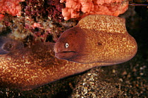 Moray eel,  Indonesia.