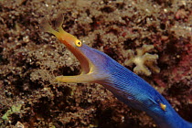 Ribbon eel - blue male. Indo-Pacific