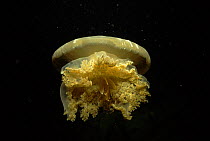 Upside down jellyfish (Cassiopeia andromeda) Pacific, Yap, Palau.