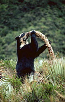 Spectacled bear (Tremarctos ornatus) eating from tall grass plant, Ecuador, South America
