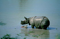 Indian rhino with her day-old calf (Rhinoceros unicornis) in water,  Kaziranga NP India.