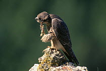 Peregrine falcon juvenile preening (Falco peregrinus) Germany