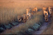 Pride of lions, females and cubs, walking along track in the Masai Mara, Kenya