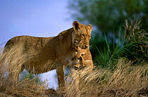 Lioness {Panthera leo} carrying young cub, MalaMala GR, South Africa