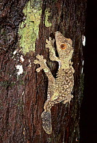 Leaf tailed gecko climbs tree. Madagascar, Montagne d'Ambre National Park