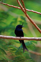 Fork tailed drongo on perch. Madagascar