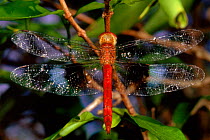 Dragonfly in Ankarana Reserve, Madagascar
