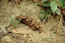 Chimpanzee faeces full of seeds.Seeds are dispersed by chimp. Mahale Mountains, Tanzania.