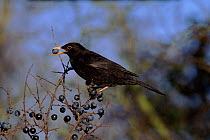 Male Blackbird eating sloes (Blackthorn berries) UK - seed dispersal