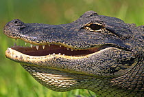 Close up of head and throat pouch of American alligator (Alligator mississippiensis) USA