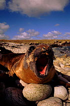 Southern elephant seal moulting (Mirounga leonina). East Falkland Island, Antarctica