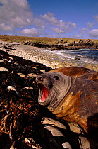 Southern Elephant seal moulting (Mirounga leonina). East Falkland Island, Antarctica