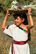 Native American child dressed in traditional "Manta" outfit, carrying corn, New Mexico, USA