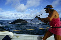 Biologists taking skin sample from humpback whale{Megaptera novaeangliae} Gorgona Island, Colombia. 1993