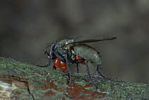 Parasitic mites on fly (Diptera), Scotland, UK