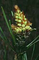 Caterpillar larvae of Pine Sawfly (Diprion pini) feeding on male inflorescence of Scots Pine tree, Scotland, UK
