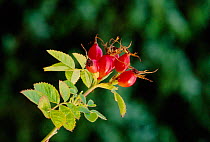 Dog rose hips (Rosa canina) Scotland