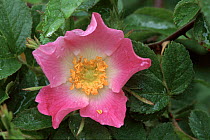 Dog rose flower. Scotland
