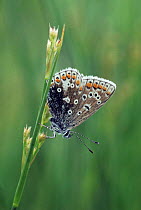 Male common blue butterfly with wings closed. Scotland, UK