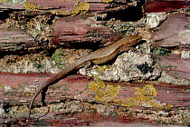 Viviparous / common lizard on wall (Lacerta vivipara) Devon, UK