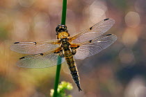 Four-spotted Libellula dragonfly resting, wings spread. Scotland, UK