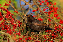 Juvenile male Blackbird on berry laden tree. UK