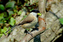 Marsh tit with caterpillar food for nestlings (Poecile palustris)