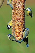 Blue and great tits on nut feeder (Parus caeruleus) Wiltshire UK