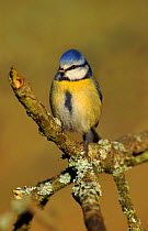Blue tit on lichen covered perch, UK