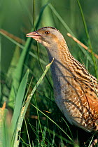 Male corncrake guards territory, Scotland, UK, Europe (This image may be licensed either as rights managed or royalty free.)