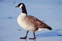 Portrait Canada goose on ice. Colorado USA Rocky Mountains