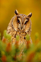 Male long eared owl (Asio otus) Scotland