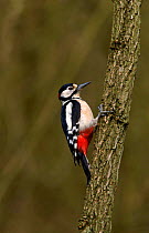 Great spotted woodpecker, UK