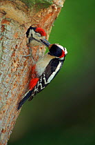 Great spotted woodpecker male feeds chick at nest hole in tree, UK