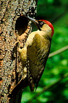 Green woodpecker (Picus viridis) at nest hole. UK, England