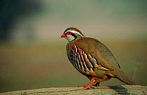 Portrait, red legged partridge. UK