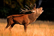 Red deer stag calling during rutting season, UK