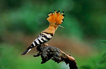 Hoopoe on perch displaying crest, Neusiedl Austria Europe