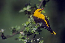 Golden Oriole {Oriolus oriolus} perched, Germany