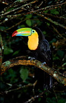 Keel Billed Toucan, Costa Rica.
