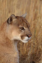 Puma portrait, USA (captive)