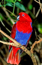 Female Eclectus Parrot (Eclectus roratus) North Queensland, Australia