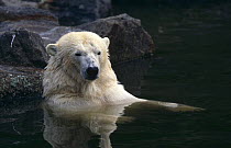 Polar bear {Ursus maritimus} resting in water, Berlin Zoo, captive