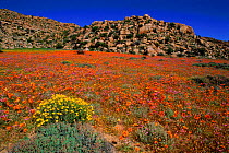 Flowering desert scene Namaqualand, South Africa. Near Springbok, after good rain.