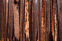 Fire damaged pine trees at Dunraven Pass, Yellowstone NP. North America