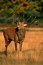 Red deer stag calling during rutting (mating) season, UK