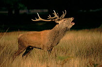 Red deer stag calling during rut (mating season) UK