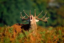 Red deer stag (Cervus elaphas) in rut, calling. UK, Europe
