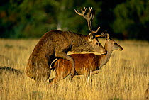 Red deer pair mating (Cervus elephus) UK